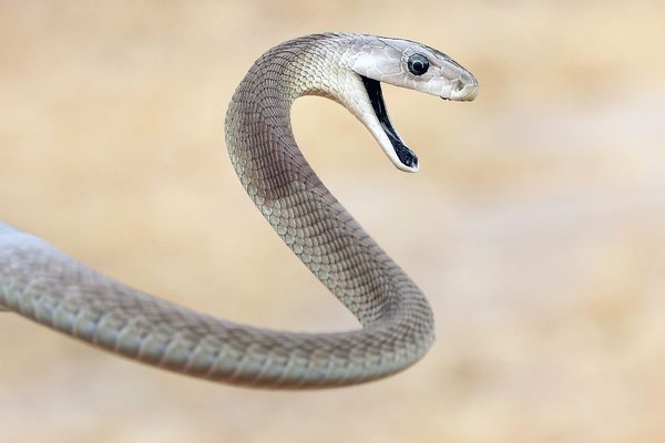 The top 10 deadliest snakes in the world