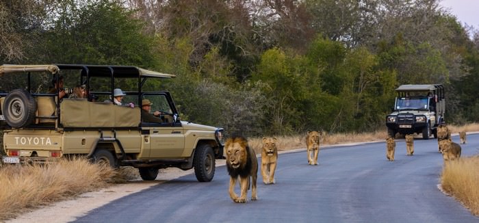 African Game Drive