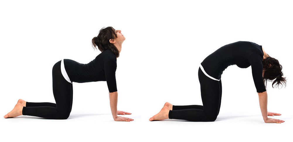 Cat and Cow Pose Yoga