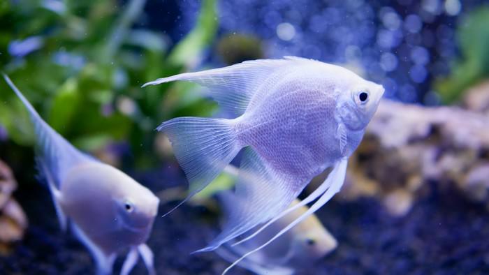 10 Best Aquarium Fishes for Beginners