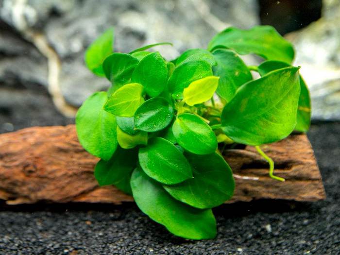 Anubias Nana Best Aquarium Plants