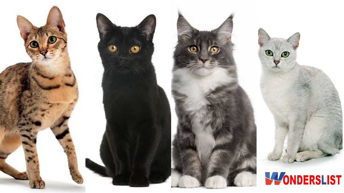 10 Best Mixed Breed Cats for Your House