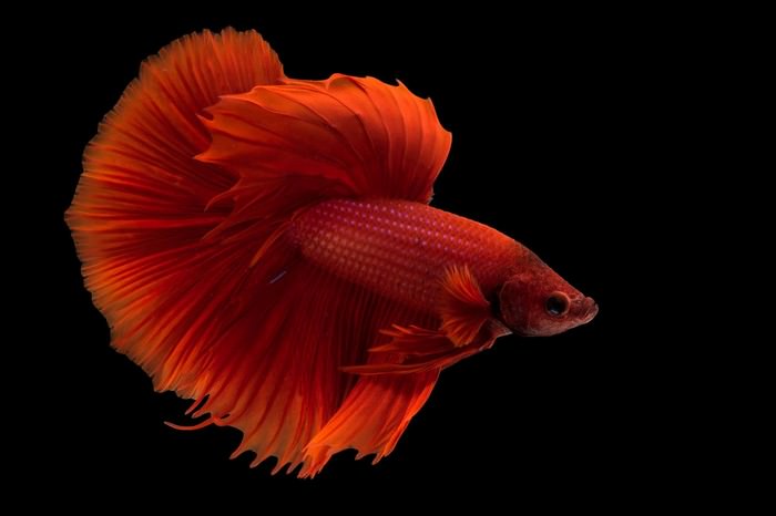 Betta Fish
