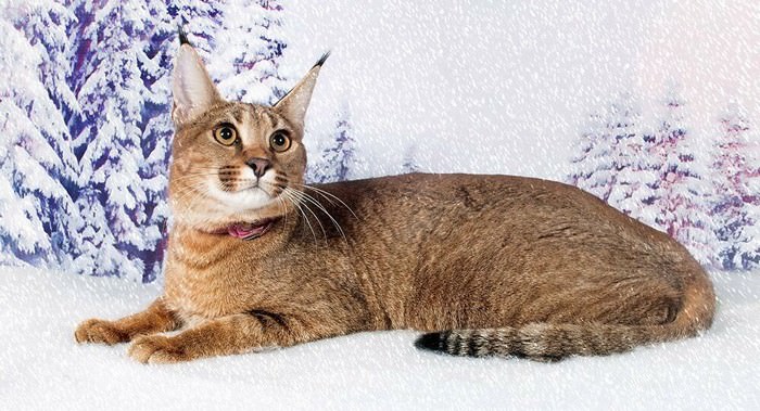 Caracat World's rarest cat breed