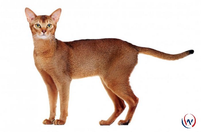 Chausie Cat