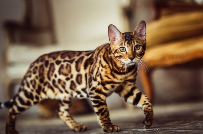 Cheetoh Cat