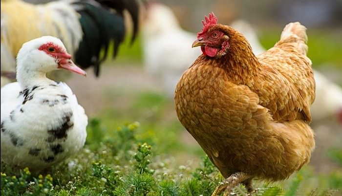 Ducks and Hens Pet