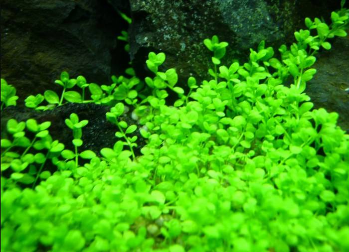 Dwarf Baby Tears