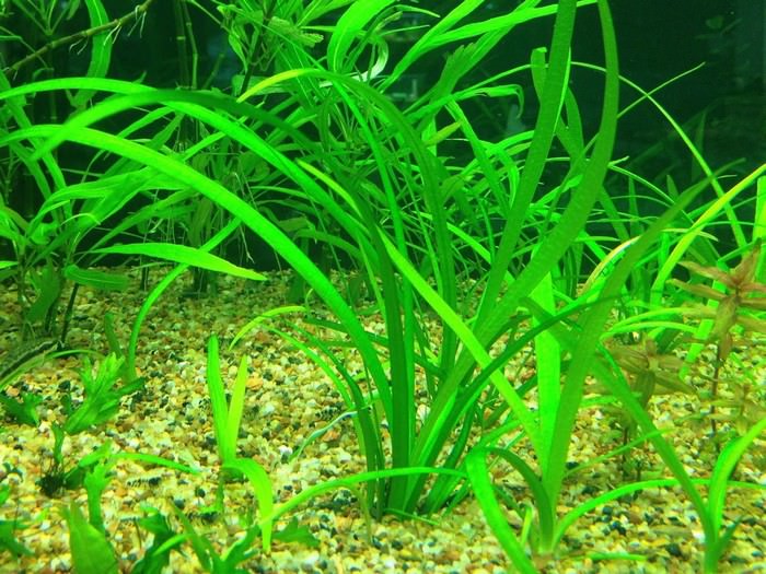 Dwarf Sagittaria Best Aquarium Plants