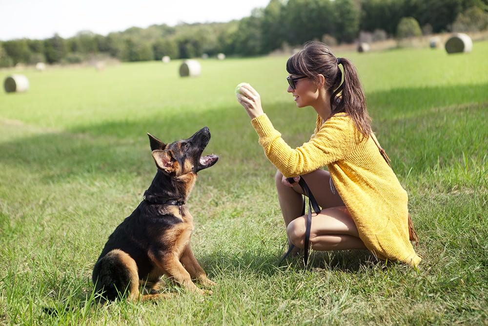 10 Most Trainable Family Dog Breeds