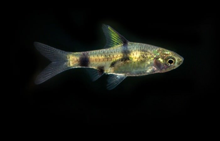 Best Aquarium Fishes