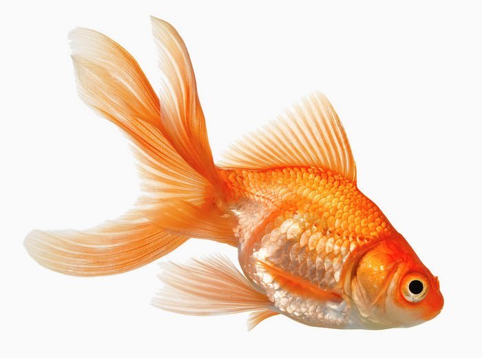 Goldfish Best Aquarium Fishes for Beginners