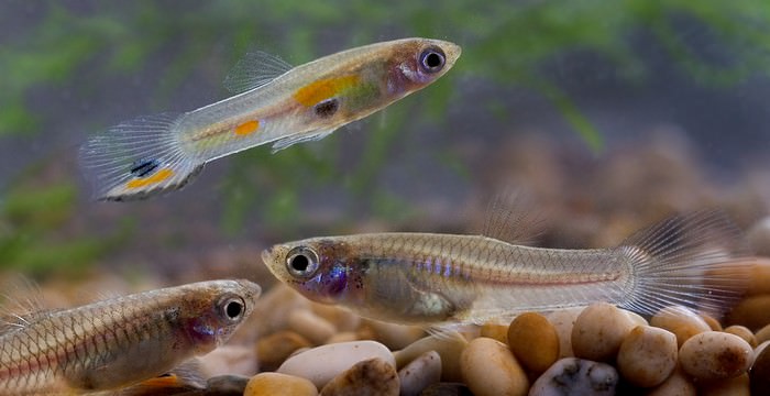Guppies