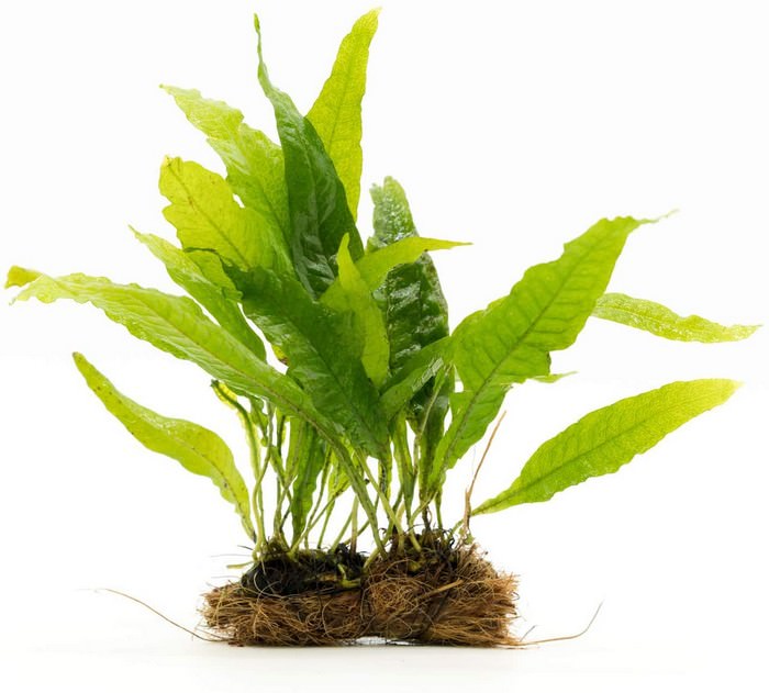 Java Fern