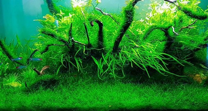 best aquarium plants