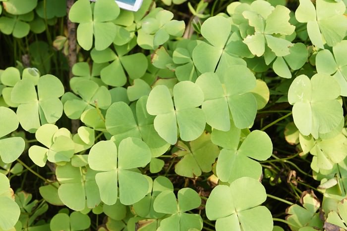 Marsilea Minuta Best Aquarium Plants