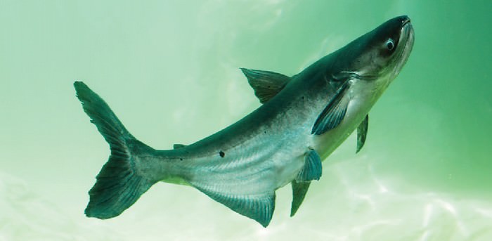 Mekong Giant Catfish