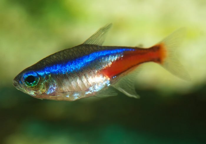 Neon tetra
