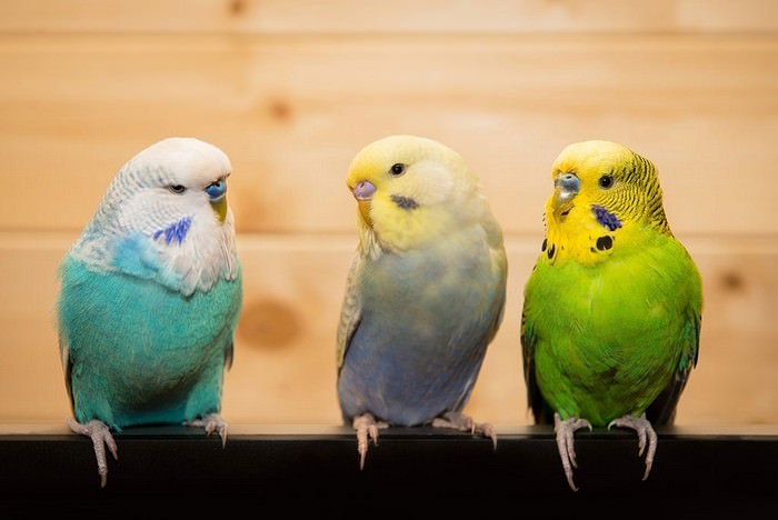 Pet Birds for kids