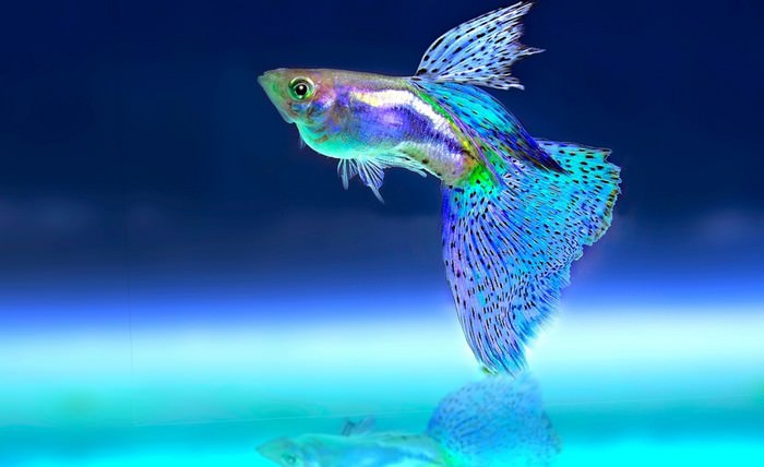 Adorable Pets for Kids