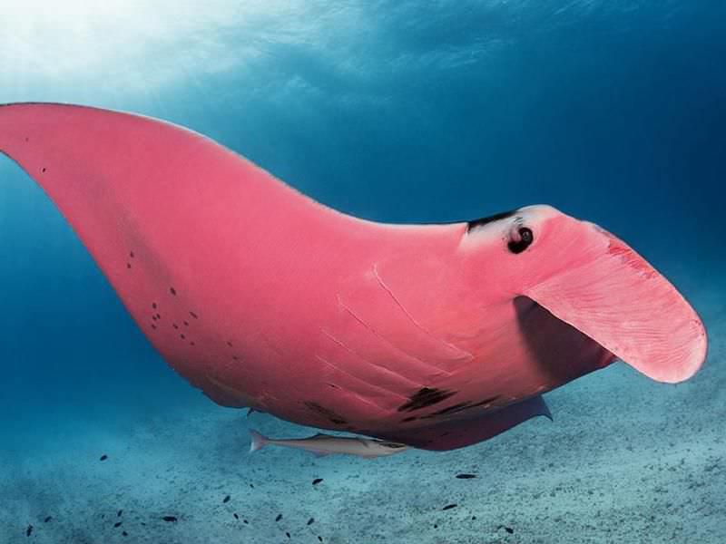 Pink Manta Ray