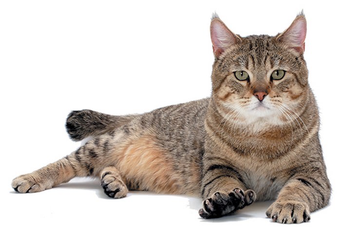 PixieBob Cat