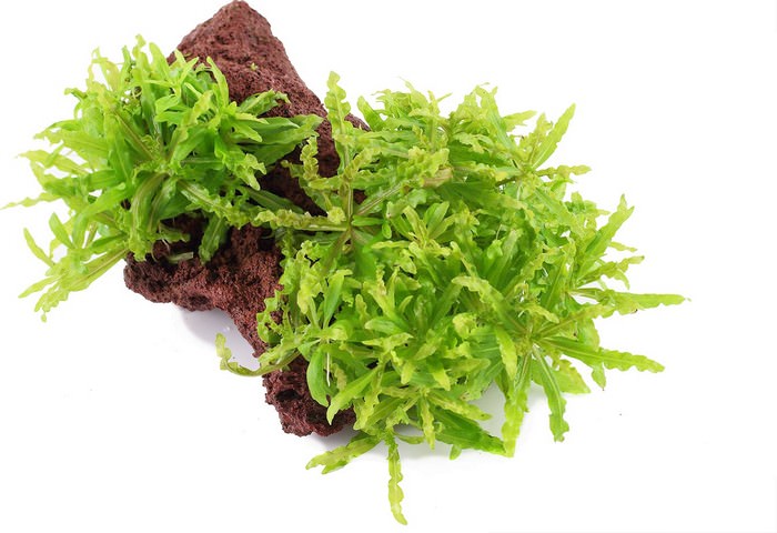 Pogostemon Helferi Best Aquarium Plants