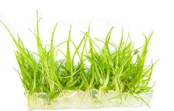 Pygmy Chain Sword Best Aquarium Plants