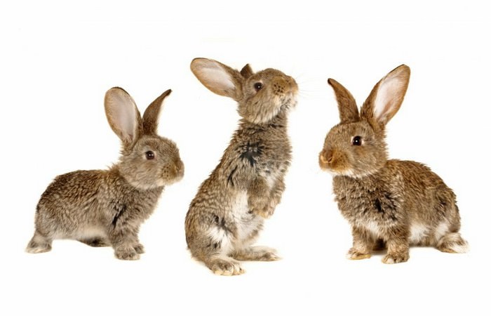 Rabbits Pets for kids