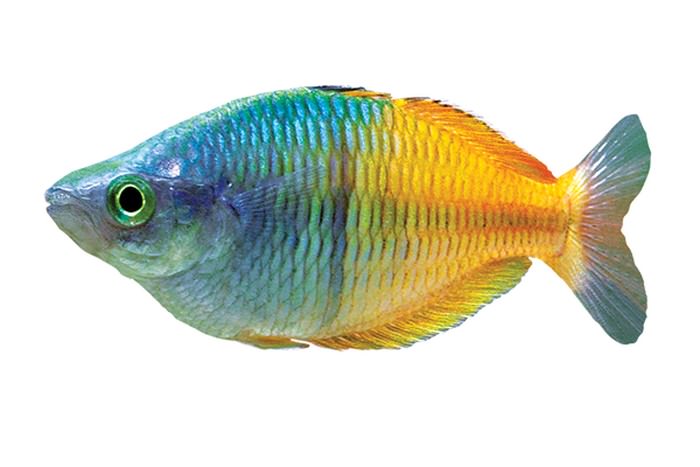 Rainbow Best Aquarium Fishes