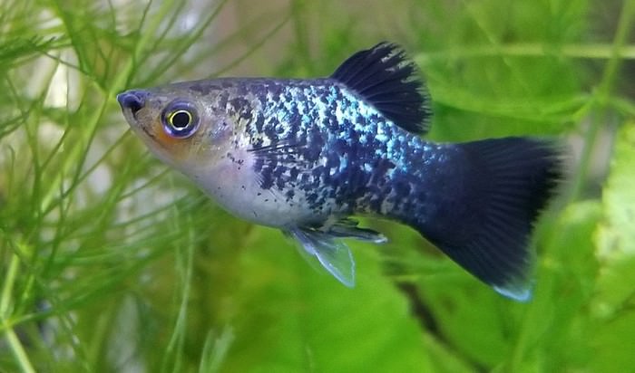 Rainbow Platy (male)