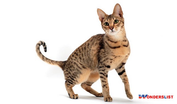 Savannah Mixed Cat Breed