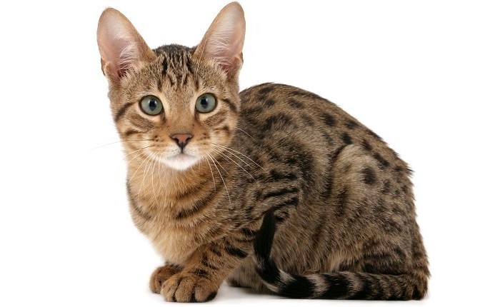 Serengeti Mixed Breed Cats