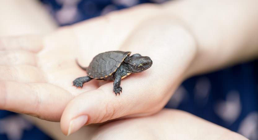 Small Turtle Adorable Pets for Kids