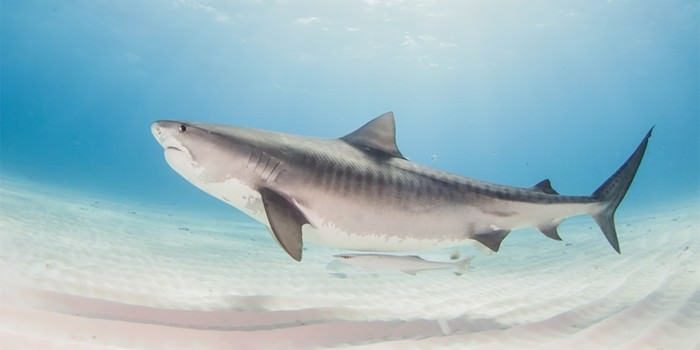 Tiger Shark