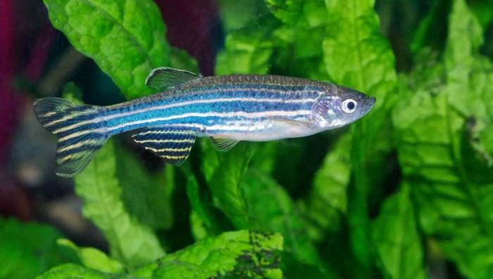 Best Aquarium Fishes
