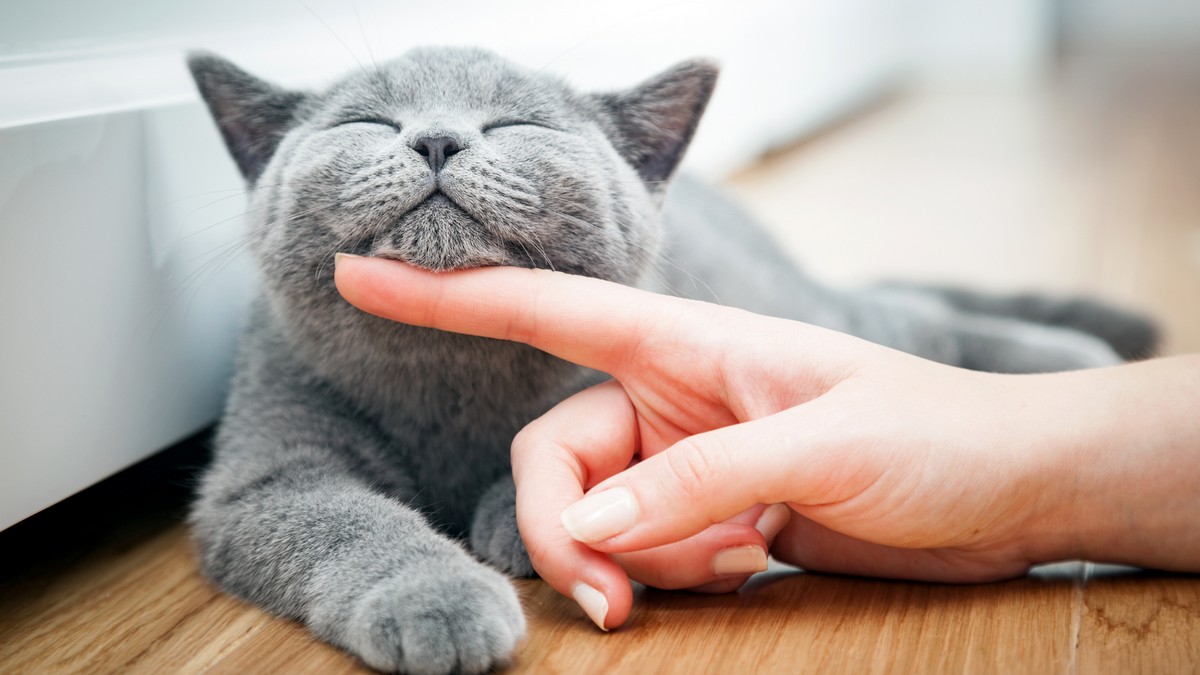 4 Things You Need To Know Before Having A Cat