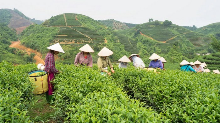 Top 10 Tea producing countries in the world