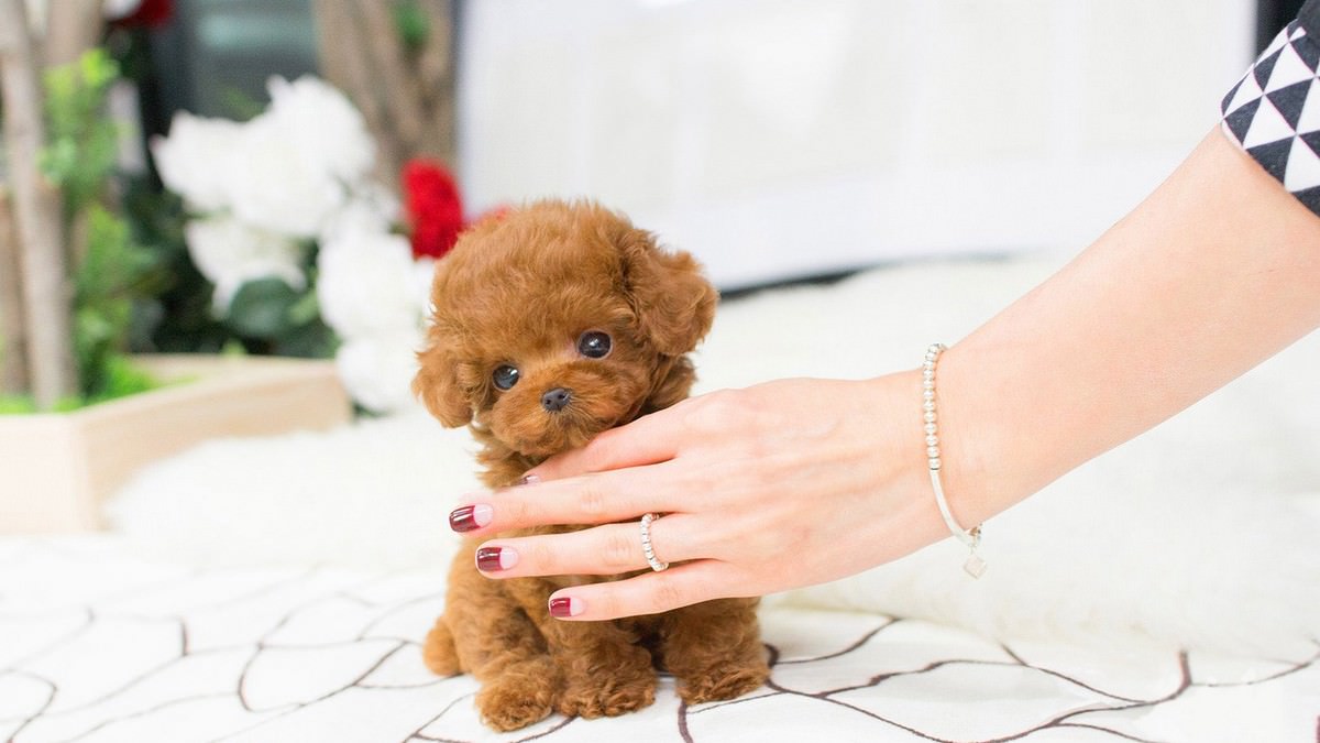 Top 10 Smallest Dog Breeds