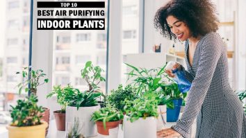Best Air Purifying Indoor Plants