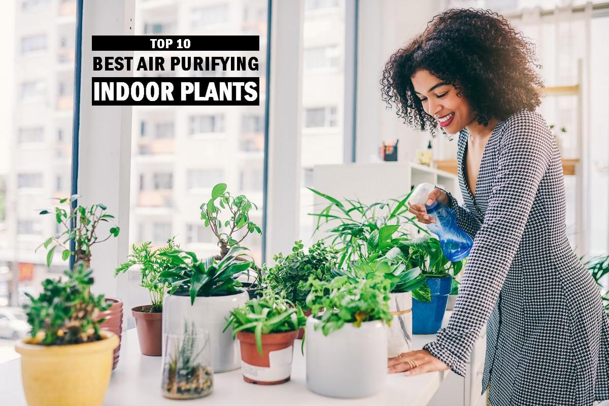 Best Air Purifying Indoor Plants