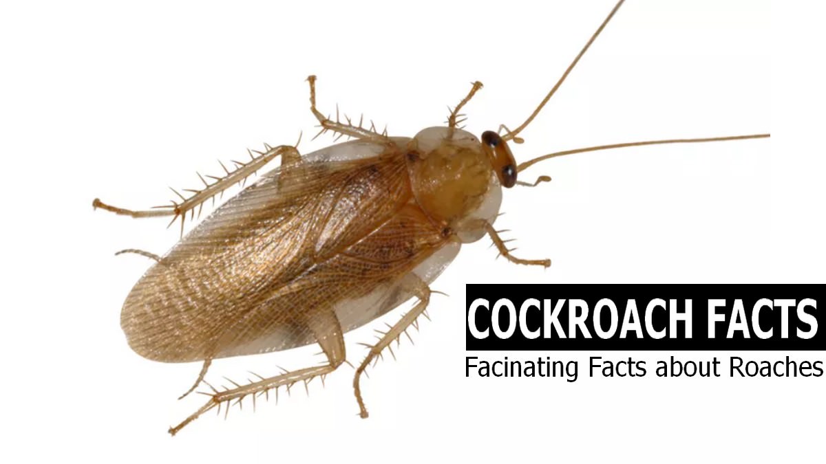 facts about Cockroaches