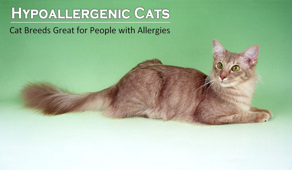 10 Hypoallergenic Cats