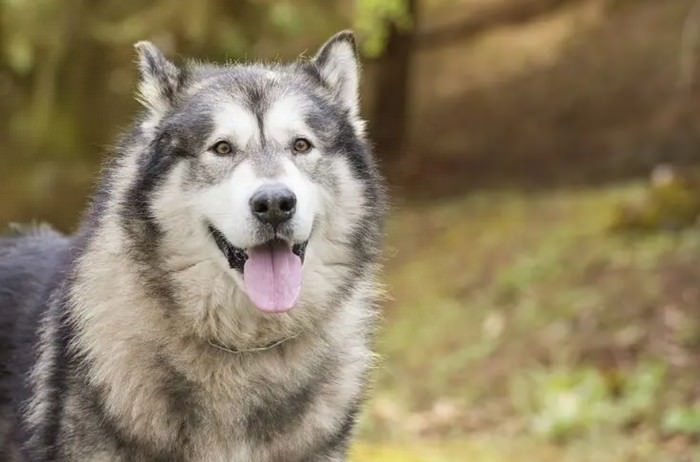 American Alsatian breeds that look like german shepherds