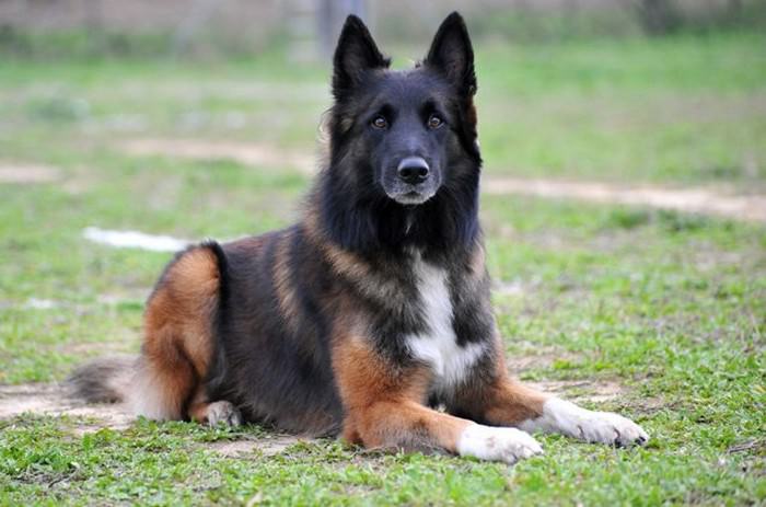 Belgian Shepherd Dog
