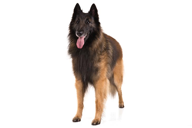 Belgian Tervuren breeds that look like german shepherds