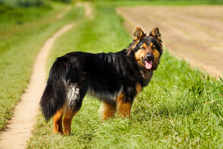 Bohemian Shepherd