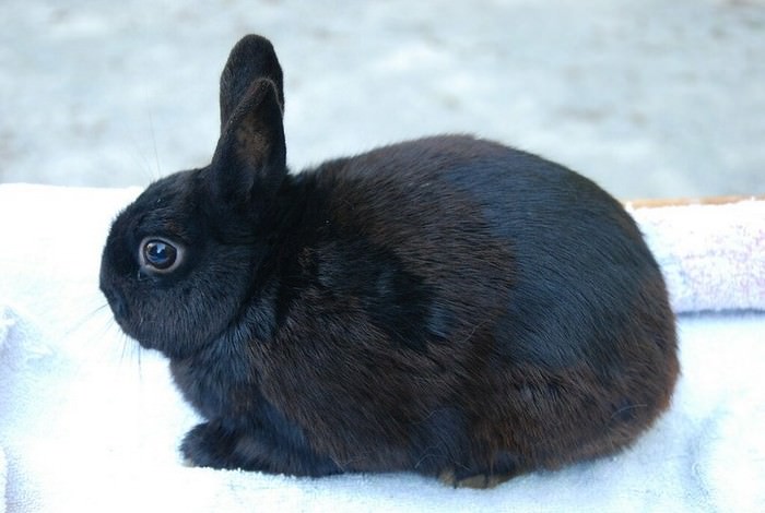 Britannia Petite Smallest Rabbit Breeds