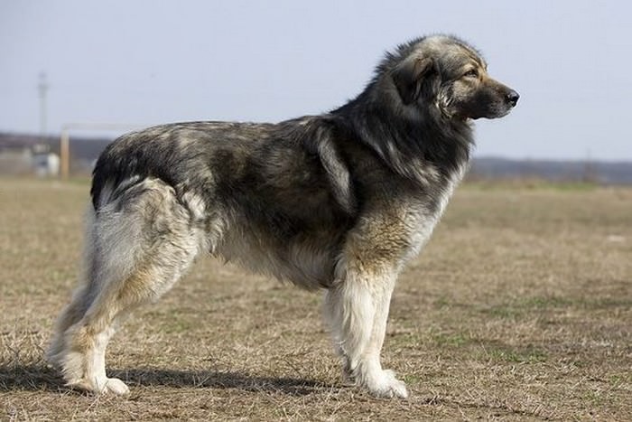 German Shepherd Lookalike Romanian Shepherd
