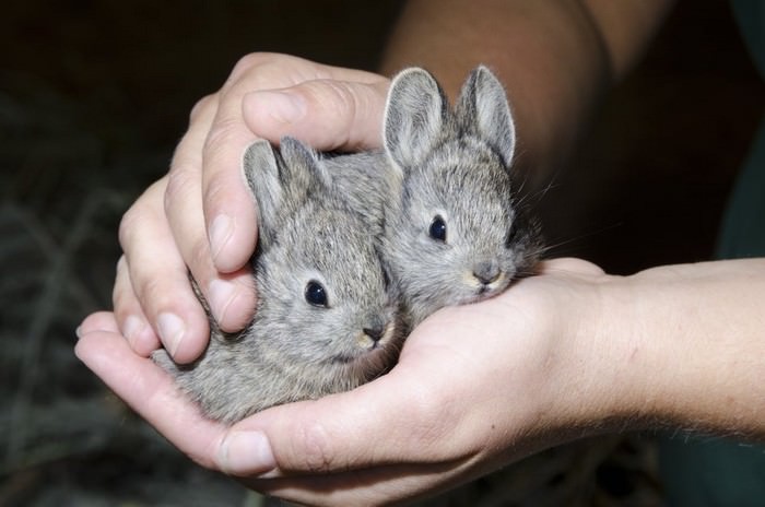 Columbia Basin Pygmy